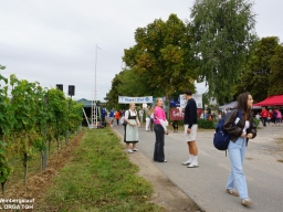 Weinbergslauf 2025 &raquo; 2025 Album 5