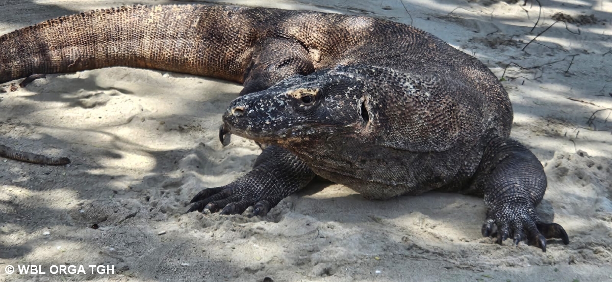 Komodo Waran  