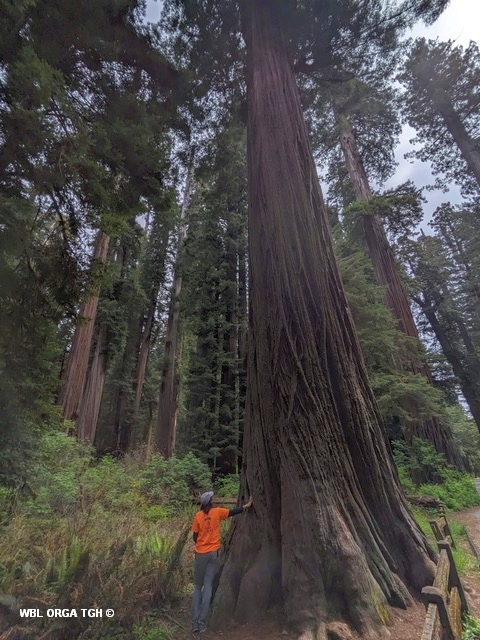 USA_Redwood 