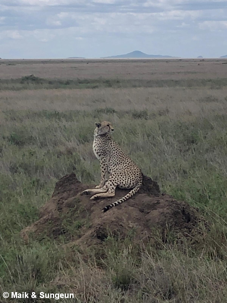 Serengeti Maik 9